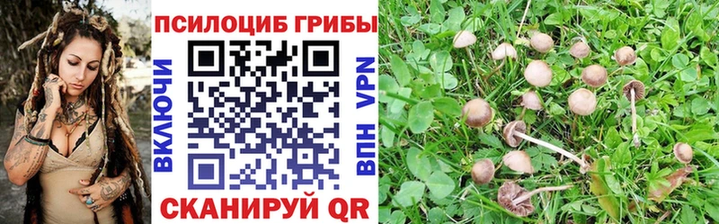 гидра ссылки  Цоци-Юрт  Галлюциногенные грибы Cubensis 